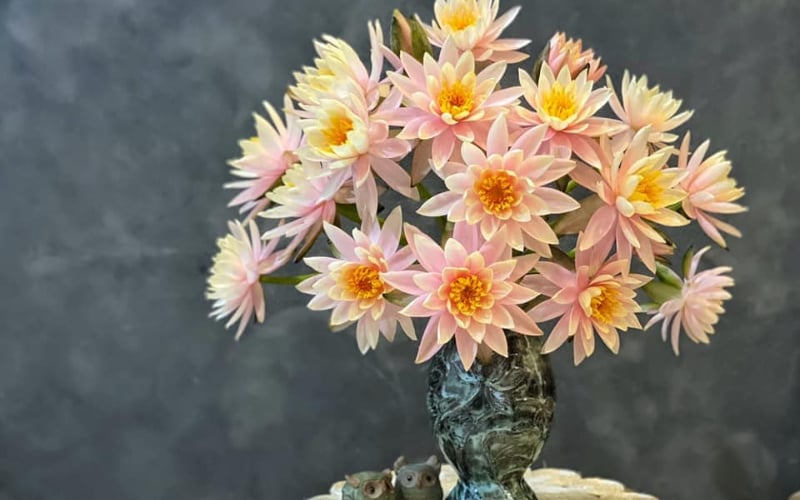 Chọn bình gốm để cắm hoa súng giúp tăng phần sang trọng, thướt tha
