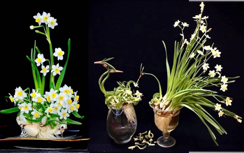 Tác phẩm của nghệ thuật gọt hoa thủy tiên