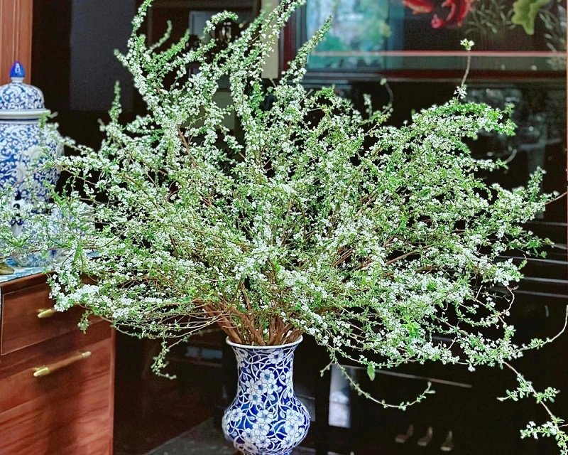 Cách cắm hoa Tuyết Mai rừng tự nhiên