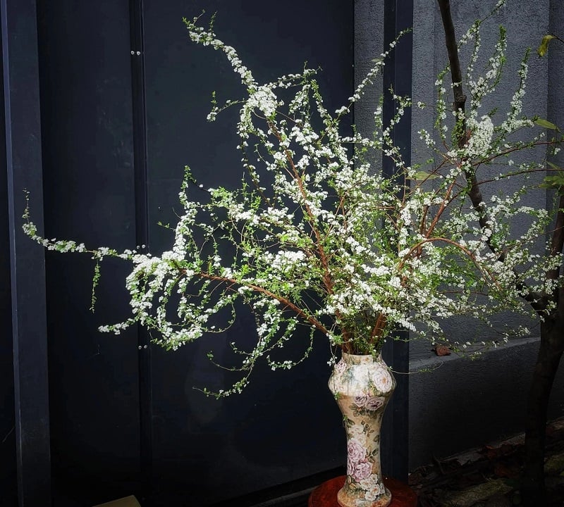 Cách cắm hoa Tuyết Mai đẹp sang phù hợp mọi không gian - Flosa