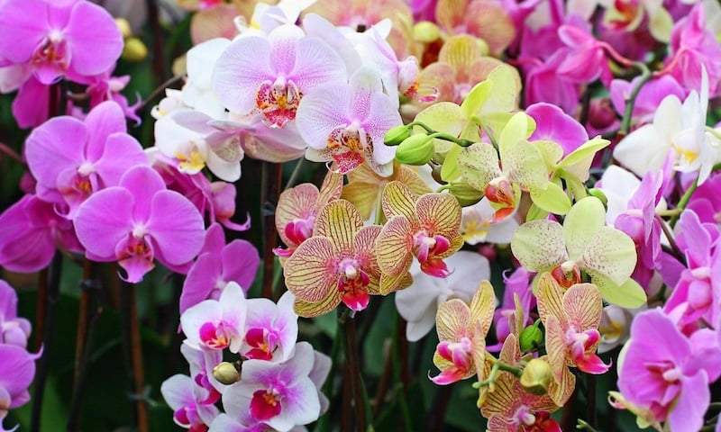 Mỗi loài lại mang một vẻ đẹp và ý nghĩa riêng