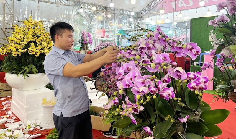 Lợi ích của việc ghép lan hồ điệp vào chậu đúng kỹ thuật giúp cây khỏe mạnh