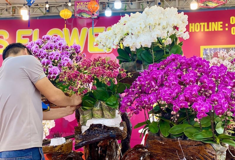 Hướng dẫn các bước chi tiết trong cách ghép lan hồ điệp vào chậu