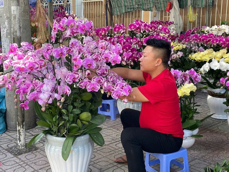 Chăm sóc lan hồ điệp sau khi ghép chậu đúng cách để cây khỏe mạnh và ra hoa bền