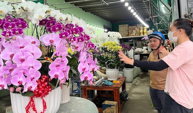 Lựa chọn những cành hoa lan hồ điệp khỏe mạnh, màu sắc đẹp để ghép chậu