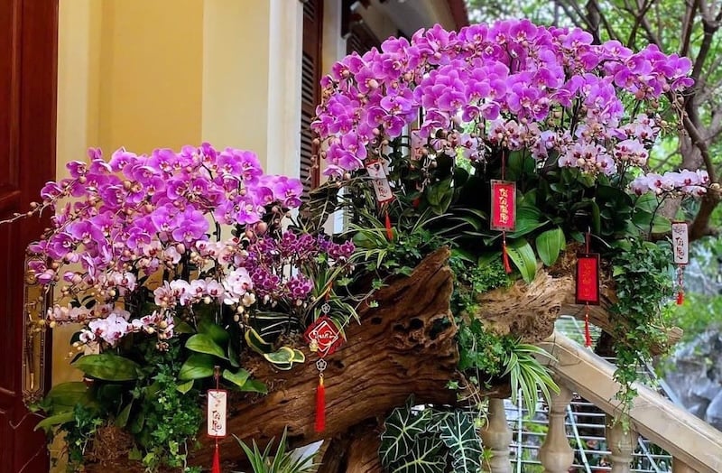 Ghép Lan hồ điệp trên gỗ lũa