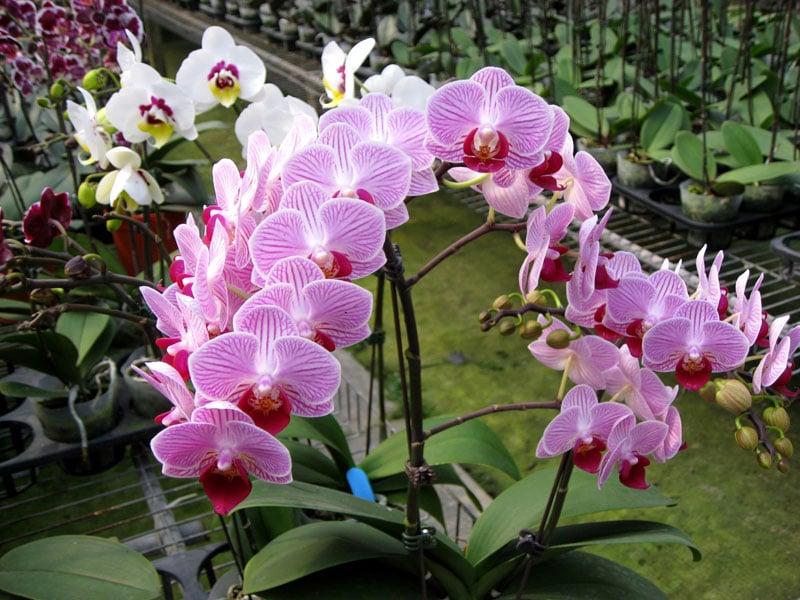 Lan hồ điệp nở hoa tự nhiên vào khoảng tháng 3 đến tháng 5, khoe sắc rực rỡ trong mùa xuân.