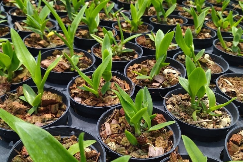 Chậu lan hồ điệp non phát triển khỏe mạnh sau khi nhân giống.