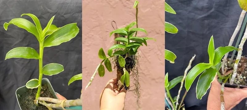 Chồi non lan hồ điệp mọc từ thân cây mẹ sau khi siết.