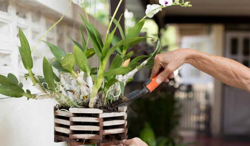 Kỹ thuật siết thân cây lan hồ điệp để kích thích ra cây con.