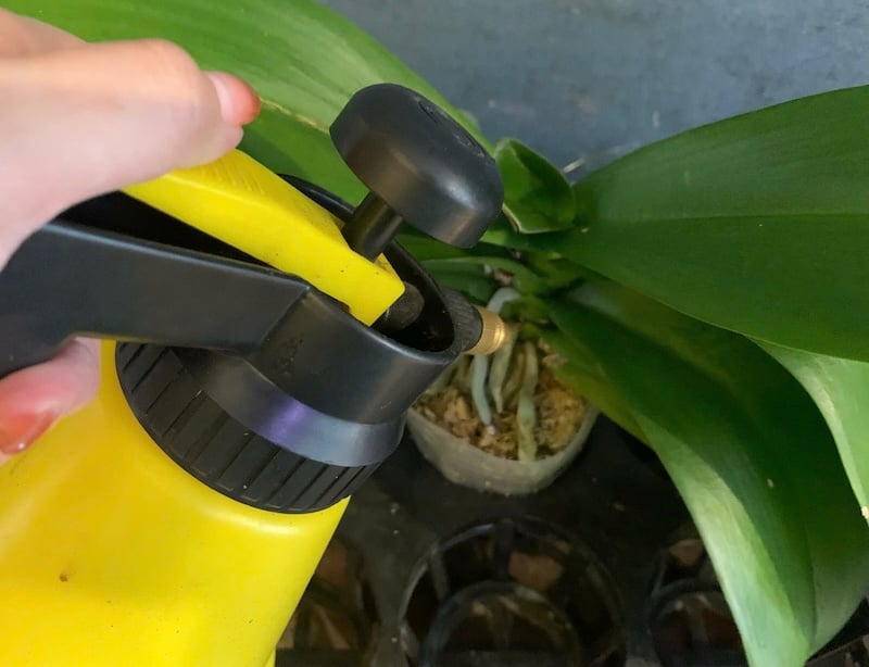 Chăm sóc lan hồ điệp con sau khi nhân giống bằng cách tưới nước và bón phân đúng cách