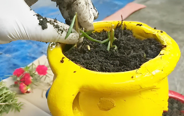 Cắm cành hoa mười giờ đã xử lý xuống đất trồng