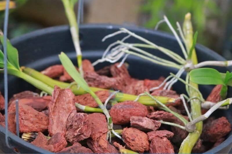 Vỏ thông - giá thể trồng lan hồ điệp truyền thống, thoáng khí và kháng khuẩn