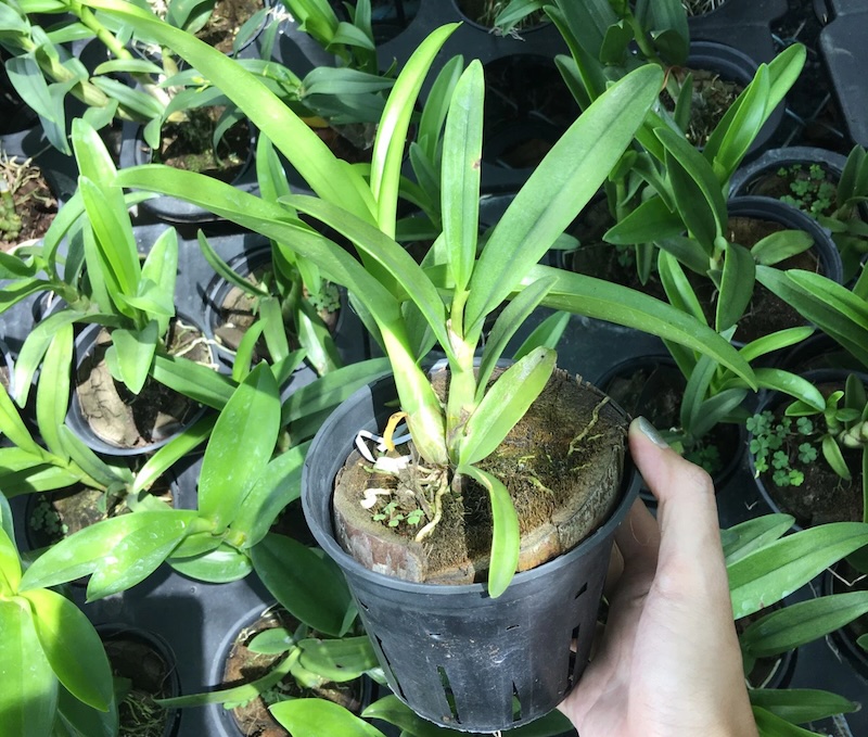 Trồng lan Đuôi Cáo vào chậu gỗ nan thưa, từ chuẩn bị giá thể, đặt cây đến cố định và phủ dớn