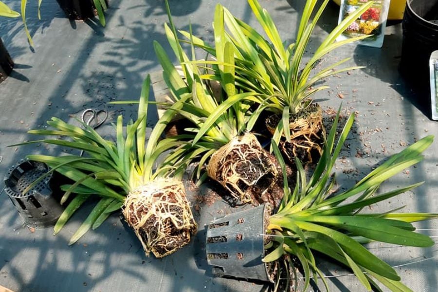 Phương pháp phổ biến nhất trồng lan kiếm là chiết cành hoặc tách bụi