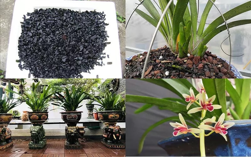 Giá thể là bước quan trọng nhất có&nbsp;khả năng giữ ẩm, thoát nước tốt, thông thoáng.