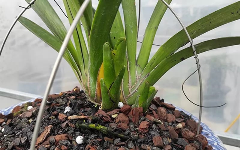 Lan kiếm là loài cây ưa ẩm nên có thể tưới 2 lần/ngày vào buổi sáng và buổi chiều tối