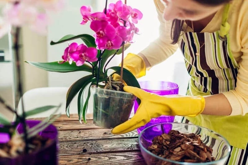Hướng dẫn các cách tưới nước hiệu quả cho lan Hồ Điệp: tưới bằng vòi phun nhẹ vào gốc, ngâm chậu, phun sương lên lá.
