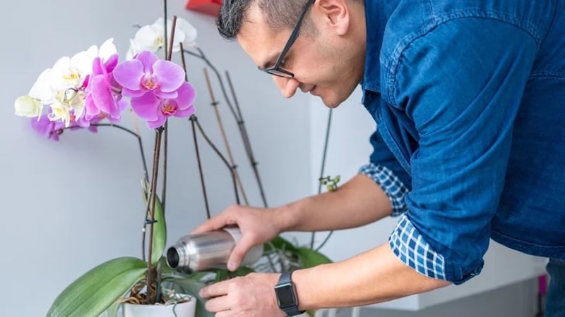 Tần suất tưới nước cho lan Hồ Điệp phụ thuộc vào nhiều yếu tố như mùa, nhiệt độ, độ ẩm, giá thể, và giai đoạn sinh trưởng của cây.