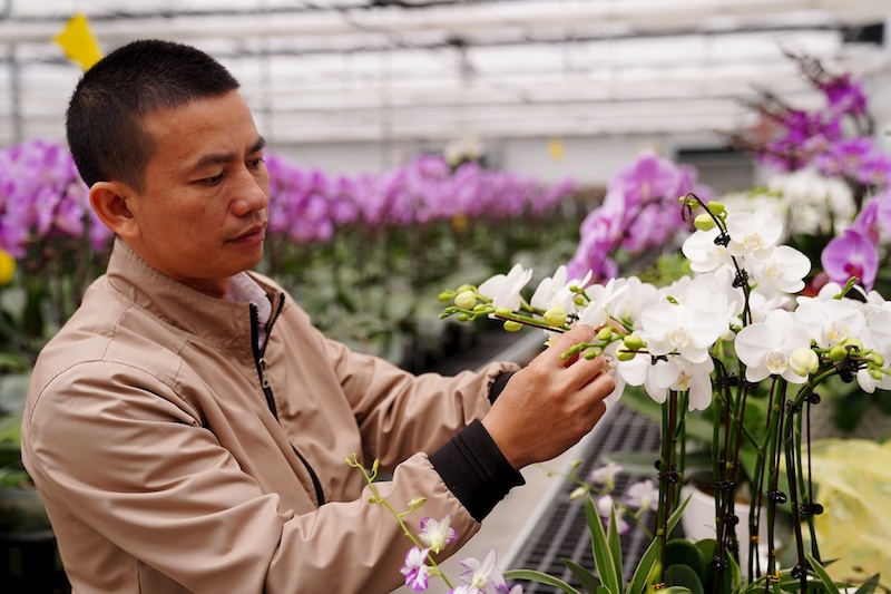 Dấu hiệu nhận biết cây lan Hồ Điệp cần được tưới nước qua lá và rễ