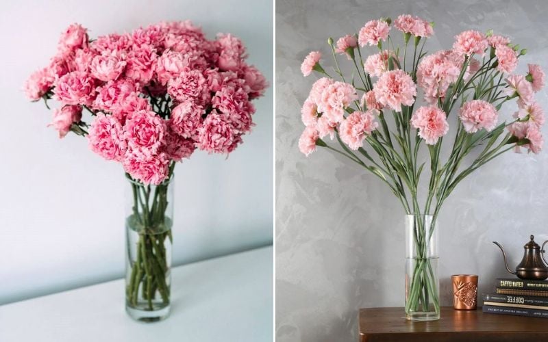 Hoa cẩm chướng còn có tên gọi khác là hoa phăng