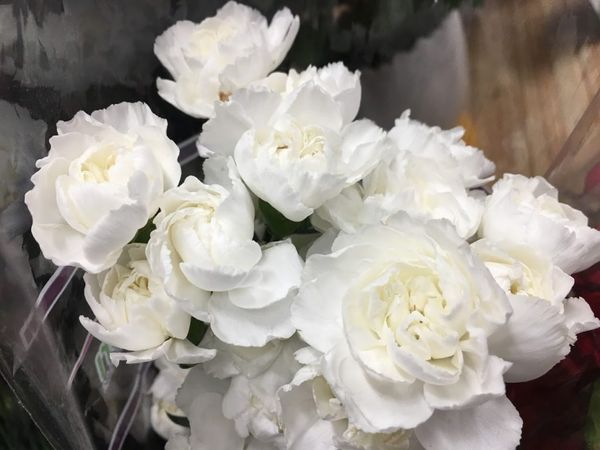 ý nghĩa hoa cẩm chướng trắng