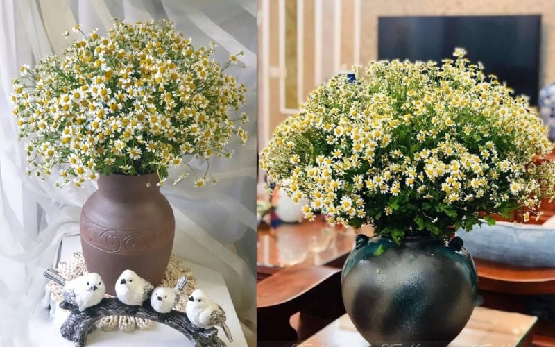Mẫu cắm hoa cúc Tana toả tròn đều đẹp nhất