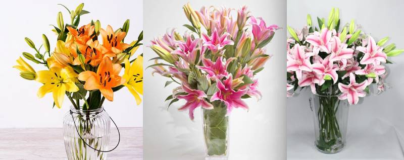 Hoa ly còn gọi là hoa bách hợp, lily