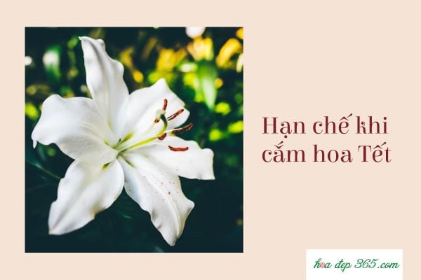 Bạn cũng nên lưu ý tránh những loài hoa khi bắt đầu cắm hoa Tết trang trí bên trên để hạn chế vận xui