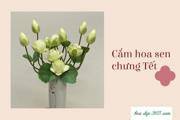 Cách cắm hoa sen xinh đẹp chưng ngày Tết