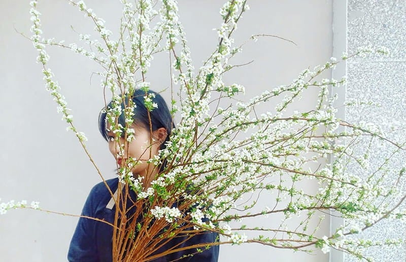 Hoa Tuyết Mai - Hoa Cắt Cành