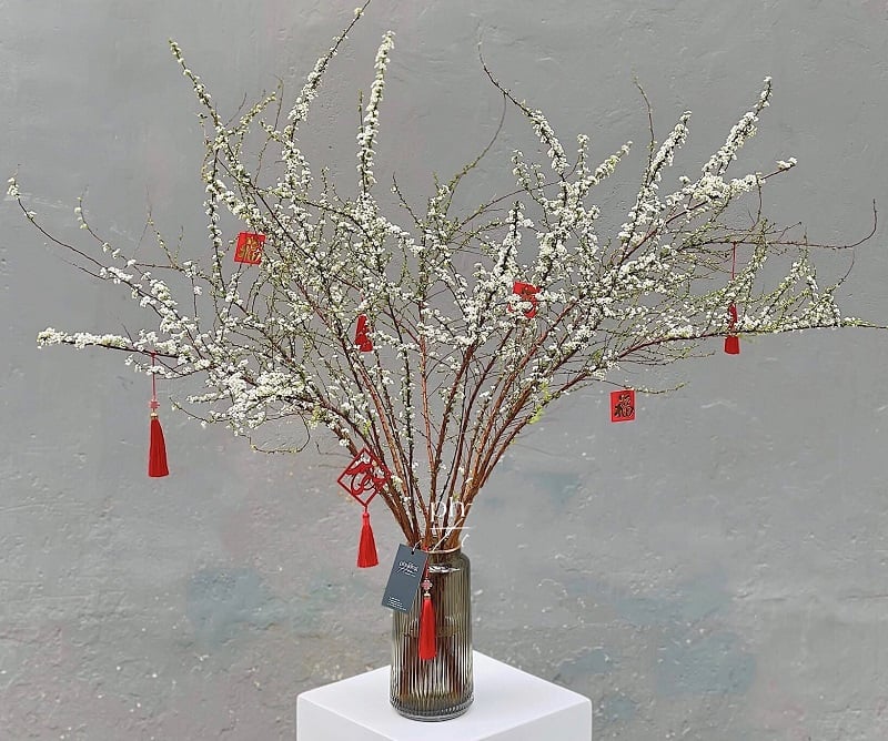 Bình Tuyết Mai Trưng Tết - HCB54 - Hoa Chưng Tết Nguyên Đán