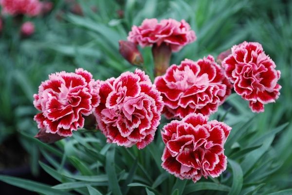 Hoa cẩm chướng - loại hoa vẫn tồn bên trên rộng lớn 2000 năm