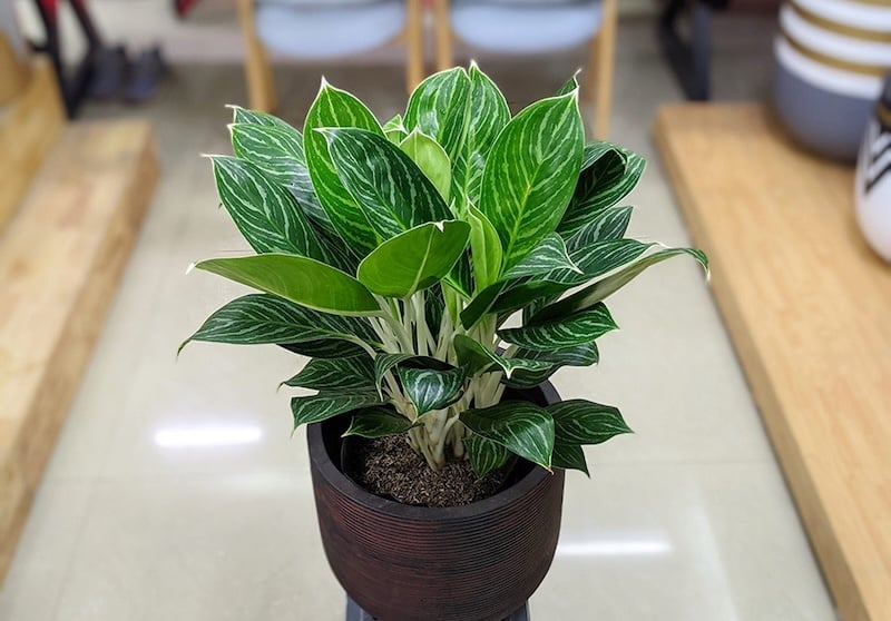 Cây bạch mã hoàng tử thường được chọn làm cây cảnh tặng khai trương