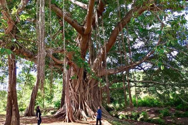 Không đứng gần bụi tre, cây đa hay cây đề.