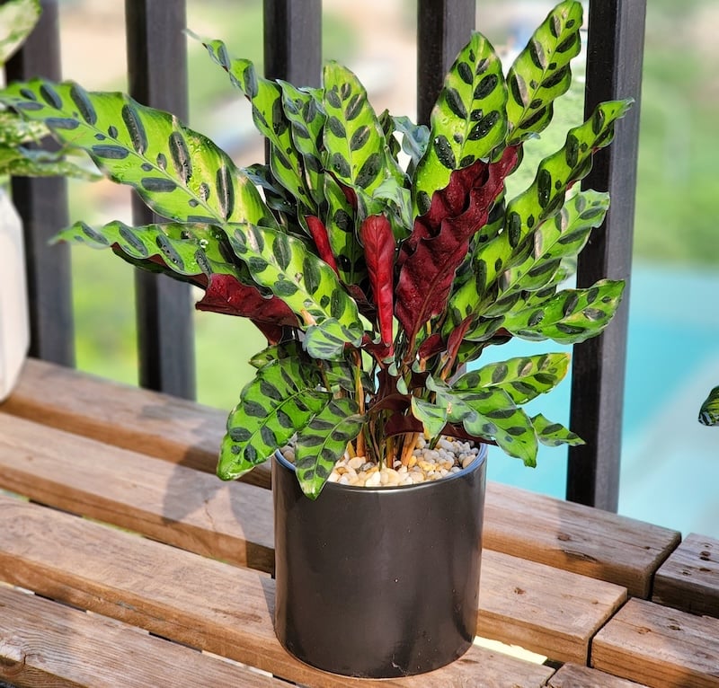 Cây đuôi phụng tượng trưng cho sự sung túc, viên mãn và thịnh vượng.