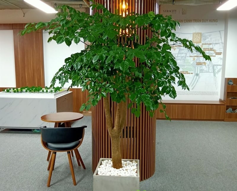 Cây hạnh phúc thường được chọn làm cây cảnh tặng khai trương