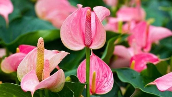 Cây hồng môn là biểu tượng của tình yêu nồng cháy và lòng hiếu khách
