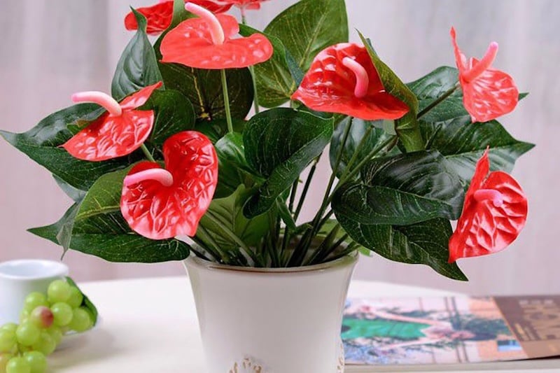 Cây hồng môn thường được chọn làm cây cảnh tặng khai trương