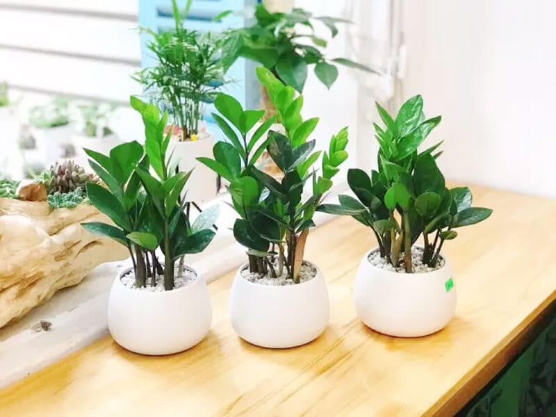 Cây Kim Tiền được cho là phù hợp với tất cả các mệnh.