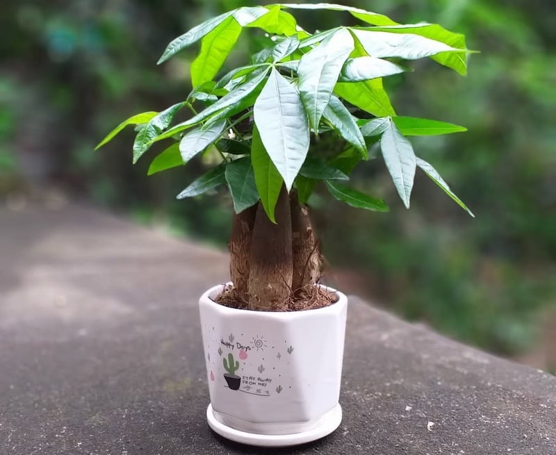 Cây Kim Ngân thường được chọn làm cây cảnh tặng khai trương