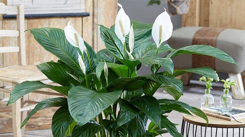 Cây Lan Ý có khả năng lọc không khí