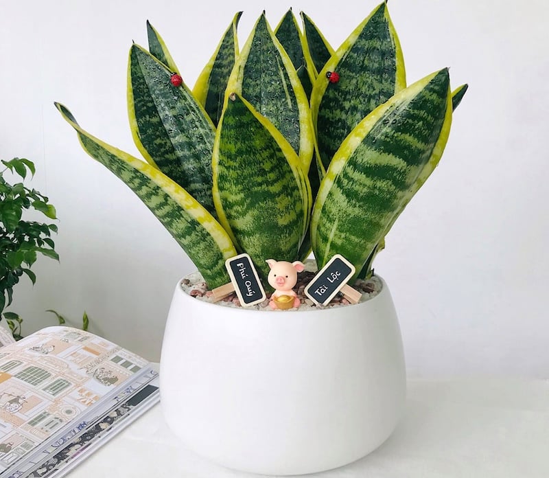 Cây lưỡi hổ thường được chọn làm cây cảnh tặng khai trương