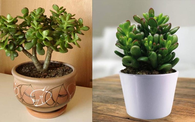 Cây ngọc bích mang lại may mắn