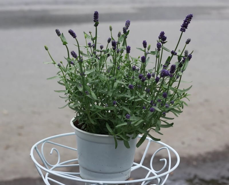 Cây oải hương True Lavender giá khoảng 160.000 vnđ