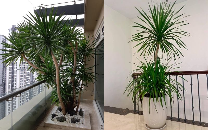 Cây đại lộc mang ý nghĩa may mắn