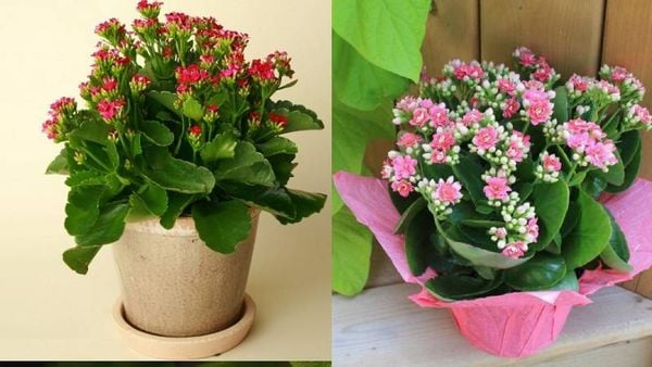 Hoa sống đời còn thích hợp để chưng ở văn phòng công ty để thu hút tài lộc