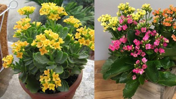 Cây sống đời: Tác dụng và ý nghĩa trong phong thủy