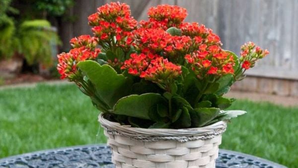 Hoa sống đời đỏ tượng trưng cho sức khỏe dồi dào