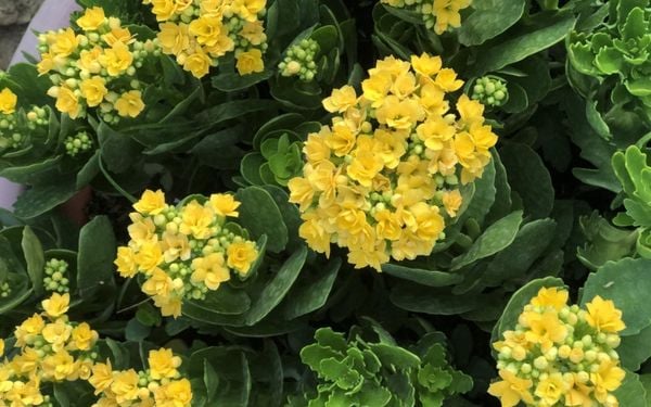 Đặt một chậu cây ở nơi làm việc được cho là sẽ giúp thu hút may mắn, tài lộc và sự thịnh vượng.
